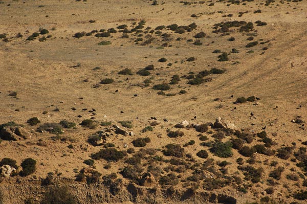IbisEremita