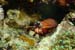 OdontodactylusScyllarus01
