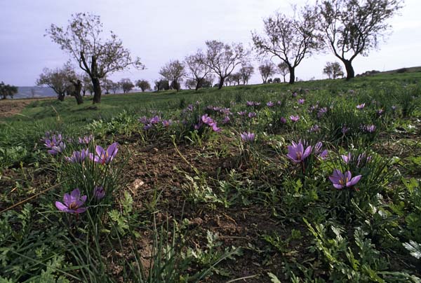 Zafferano04