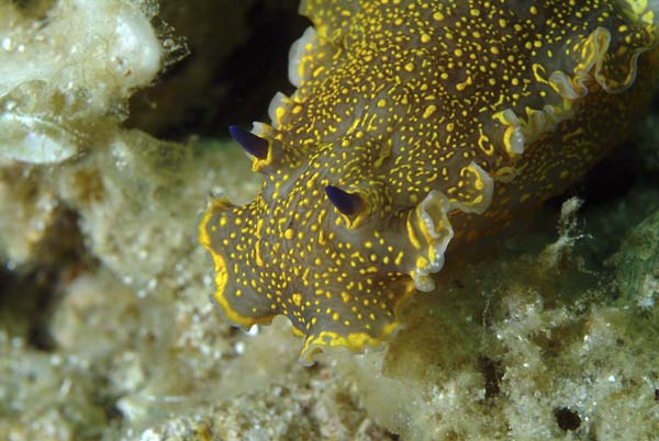 H.picta