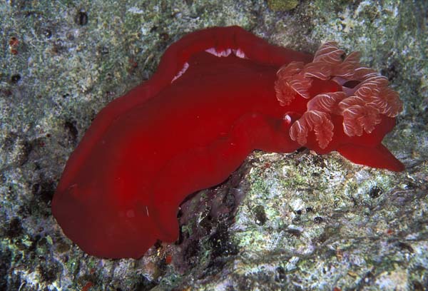 Zabargad46